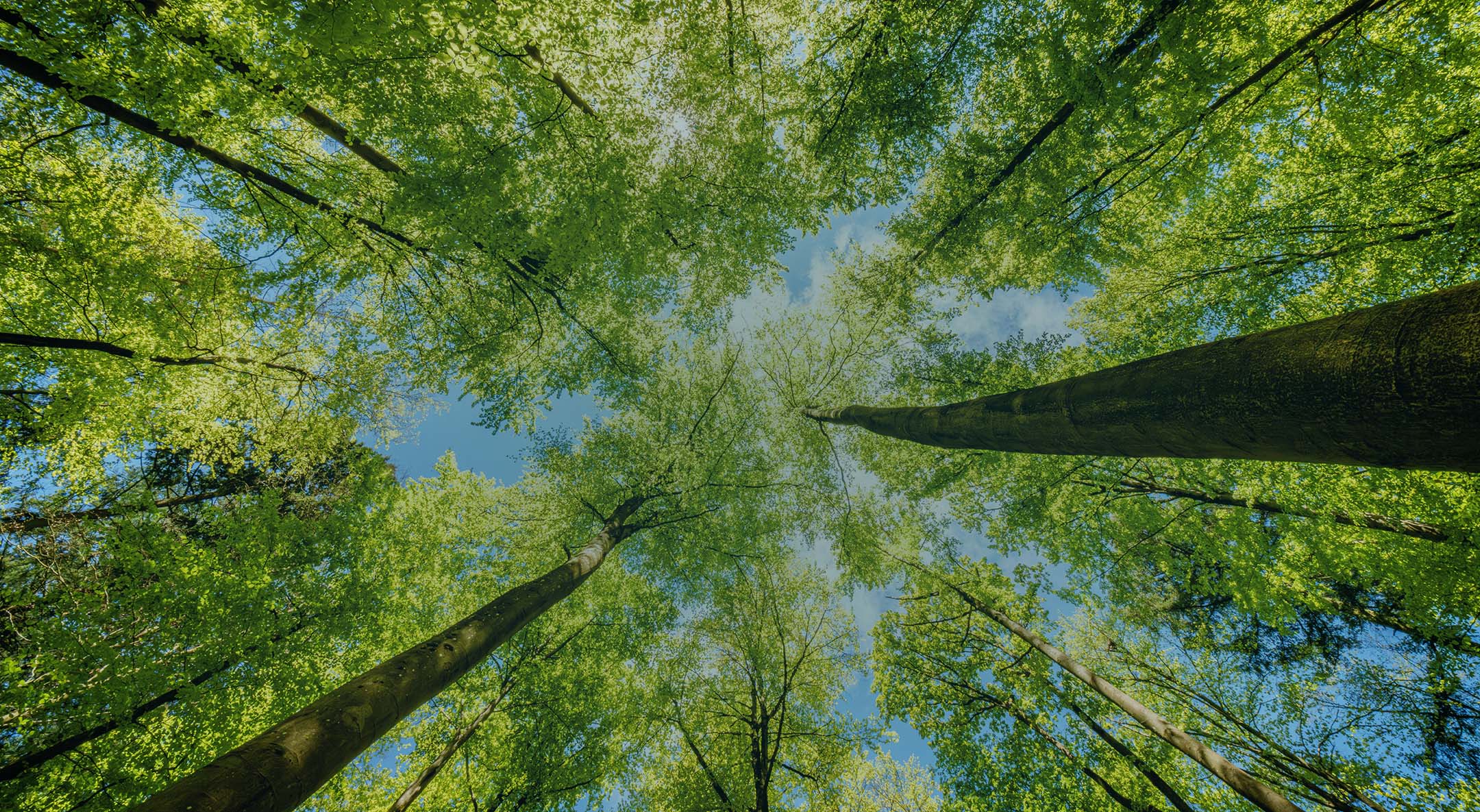 <p>Sustainability</p>